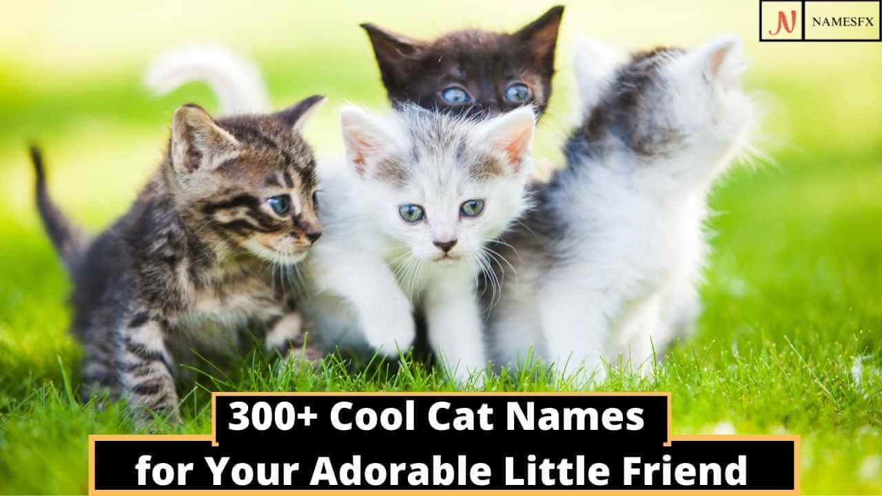 300+Cool Cat Names for Your Adorable Little Friend