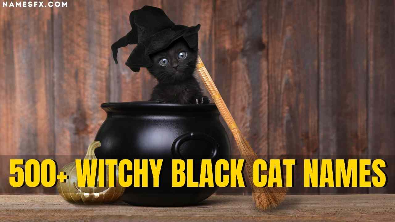 Witchy Black Cat Names: 500+ Best Magical Name Ideas for Your New Kitten