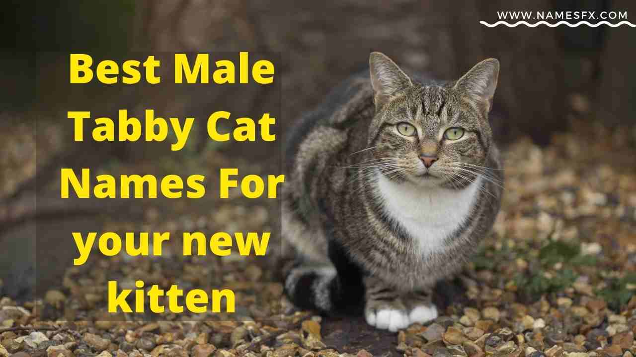 500+ Best Male Tabby Cat Names That Suits His Personality