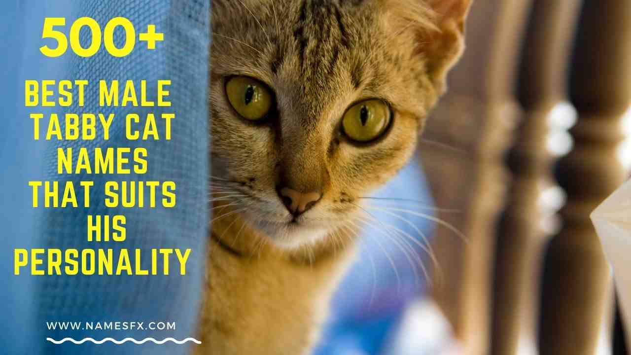 500+ Best Male Tabby Cat Names that suits his Personality