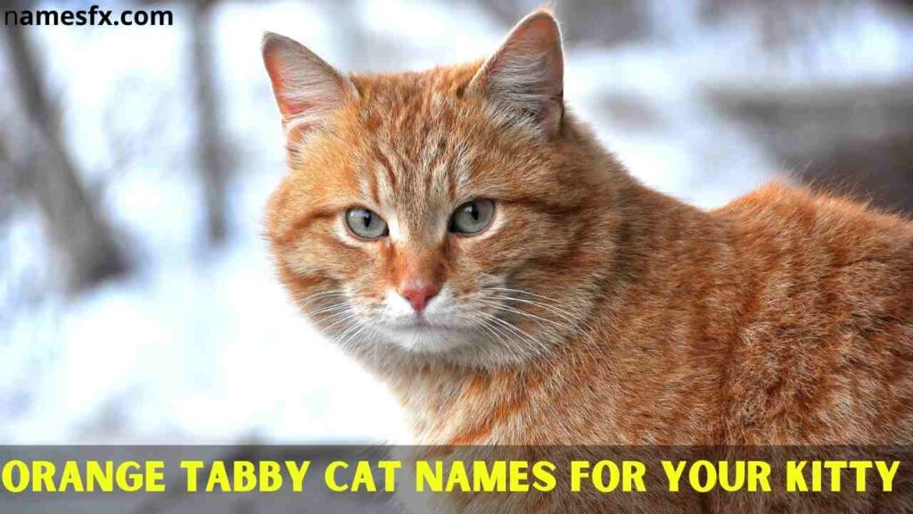 Orange Tabby Cat Names