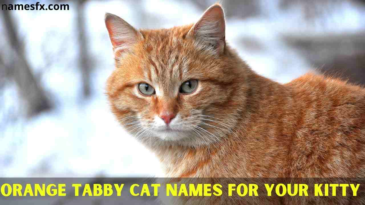 171+ Amazing Orange Tabby Cat Names for your Kitty
