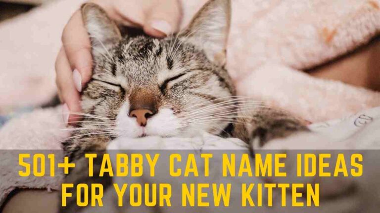 501+ Tabby Cat Name Ideas for Your New Kitten
