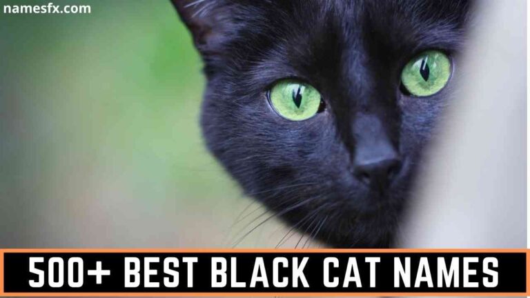 500+ BEST BLACK CAT NAMES THAT ARE THE BEST FOR YOUR NEW CAT