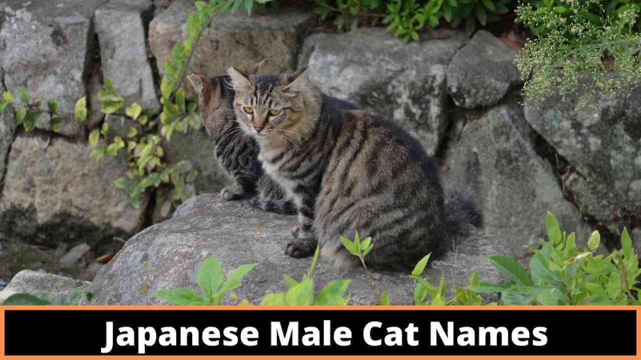 150+ Cute And Adorable Japanese Cat Names With Meanings » NamesFx