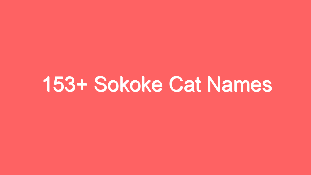 153 sokoke cat names 3930