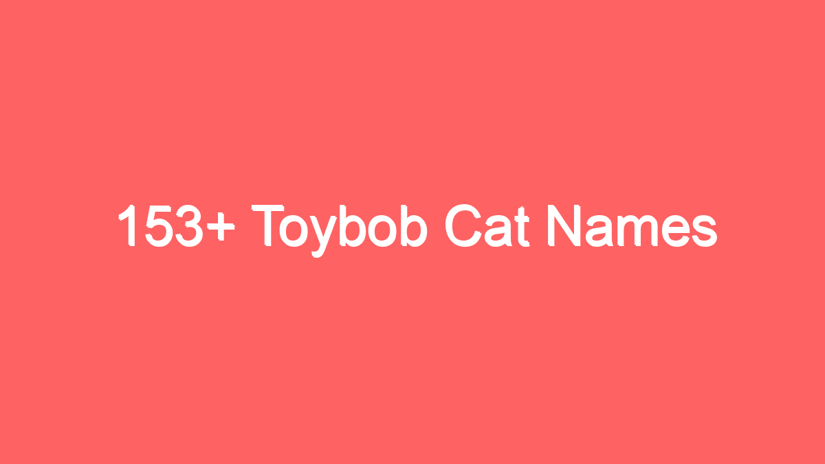 153 toybob cat names 3937