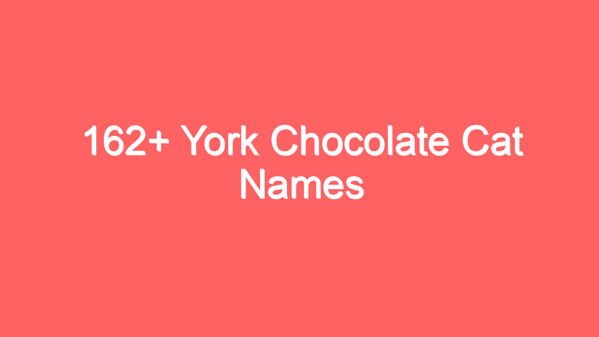 162 york chocolate cat names 3943