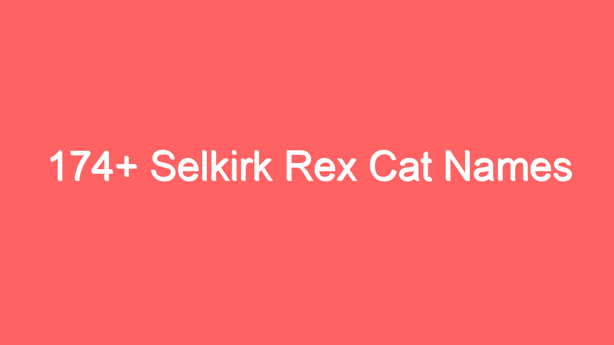 174 selkirk rex cat names 3923