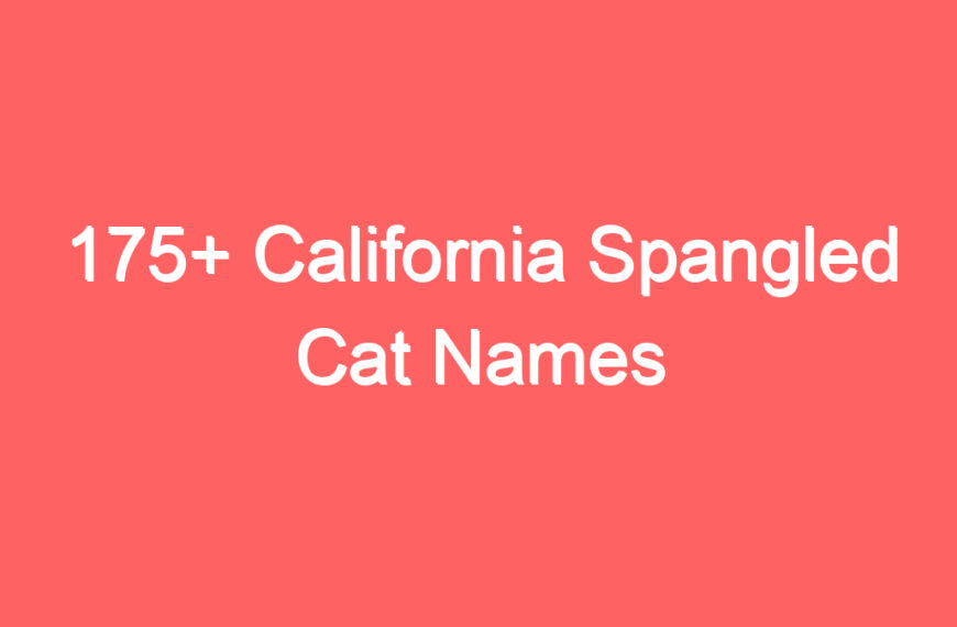 175+ California Spangled Cat Names