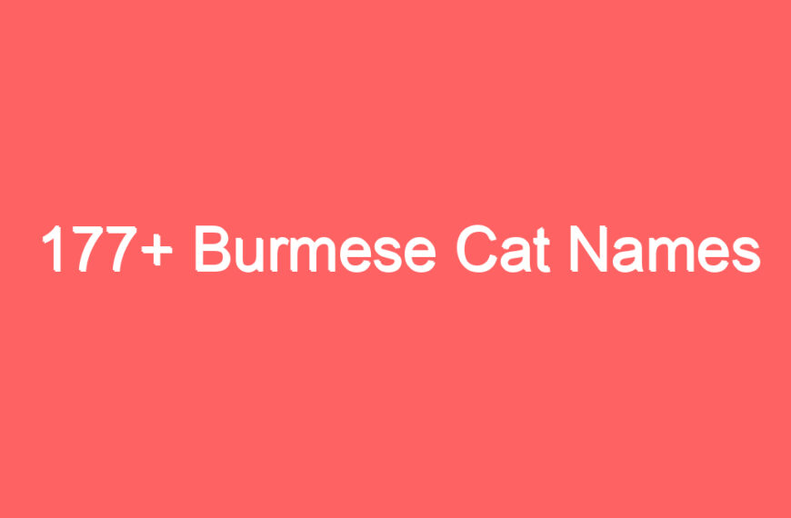 177+ Burmese Cat Names