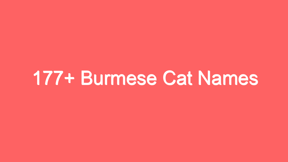 177 burmese cat names 3693