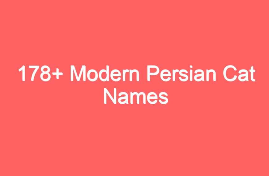 178+ Modern Persian Cat Names