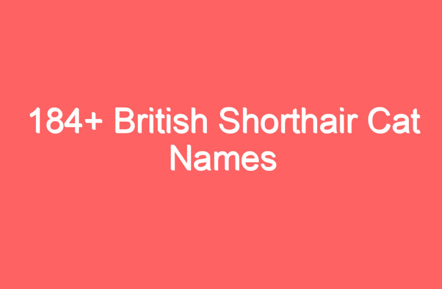 184+ British Shorthair Cat Names