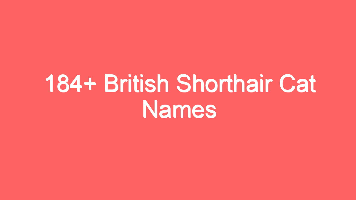 184 british shorthair cat names 3692