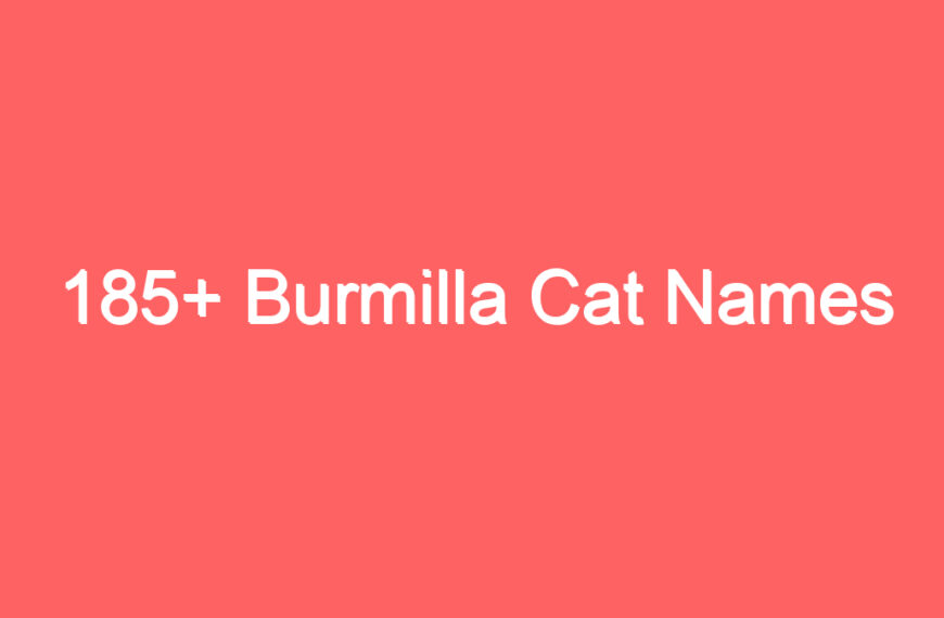 185+ Burmilla Cat Names