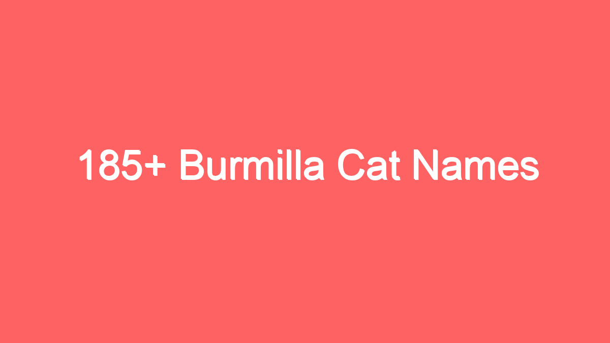185 burmilla cat names 3694