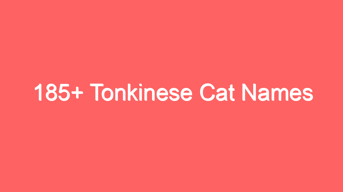 185 tonkinese cat names 3936