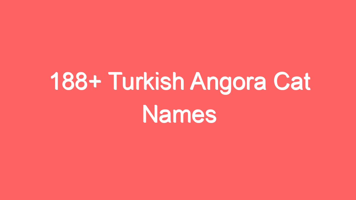188 turkish angora cat names 3939
