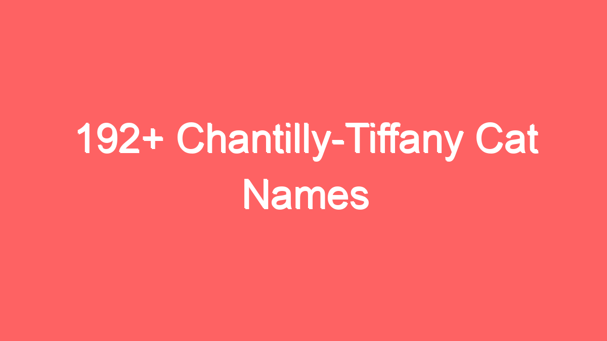 192 chantilly tiffany cat names 3696