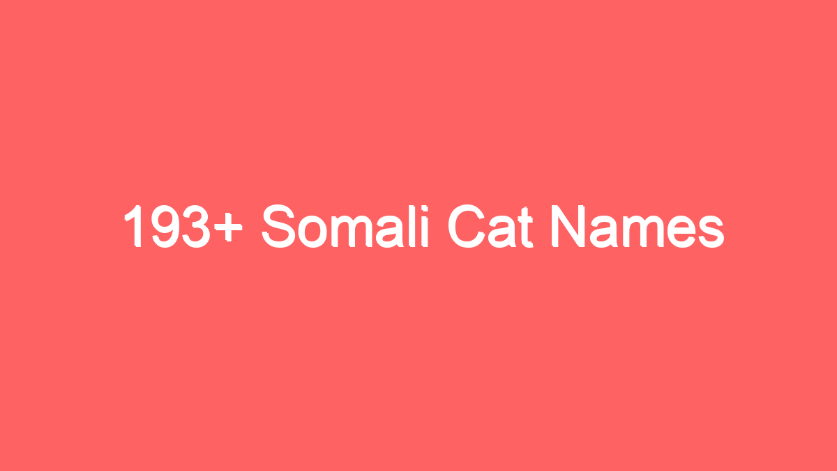 193 somali cat names 3931