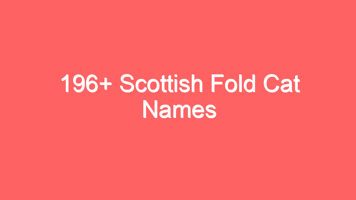 196 scottish fold cat names 3922